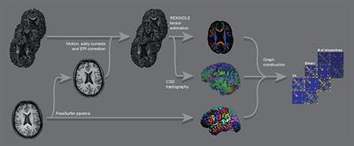 Structural Network Analysis Using Diffusion MRI Tractography in Parkinson's Disease and Correlations With Motor Impairment